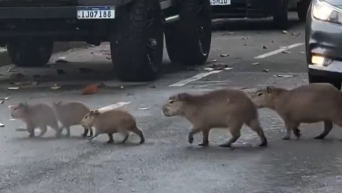 El atasco más tierno del mundo: una familia de capibaras cruza tranquilamente una avenida y paraliza el tráfico (VIDEO)