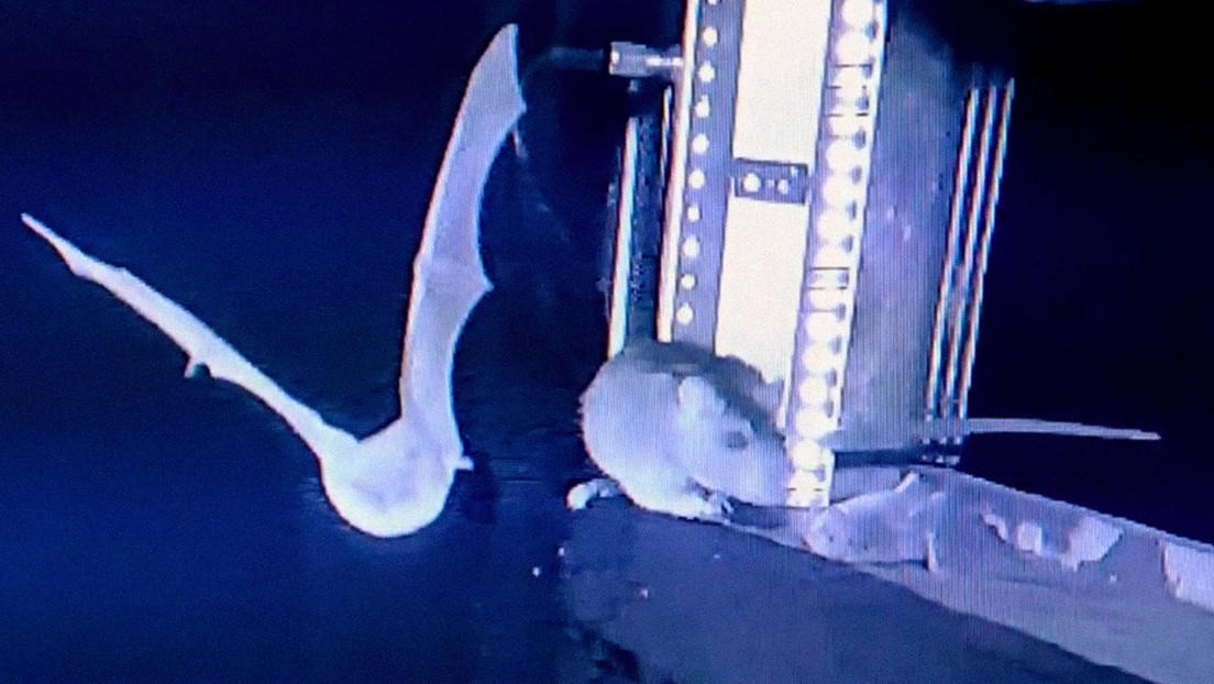 VIDEO: Captan por primera vez a ratas cazando murciélagos en pleno vuelo