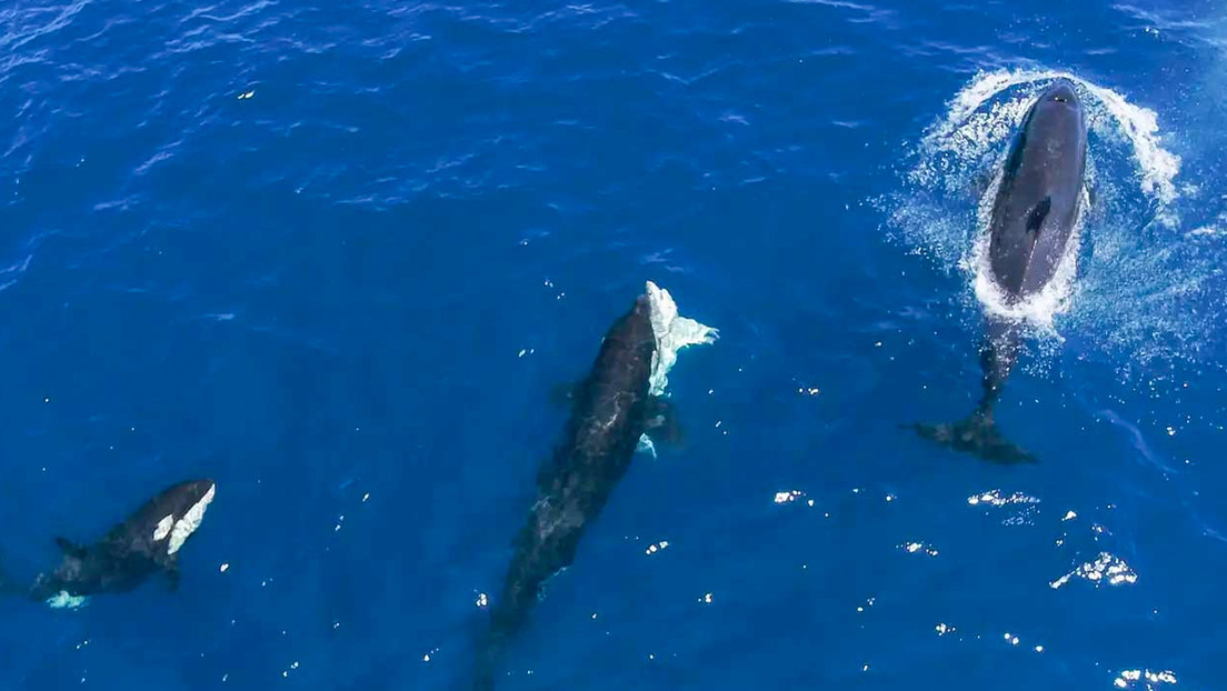 "Es la primera vez que vemos eso": pelea de orcas y un tiburón blanco deja atónitos a los científicos