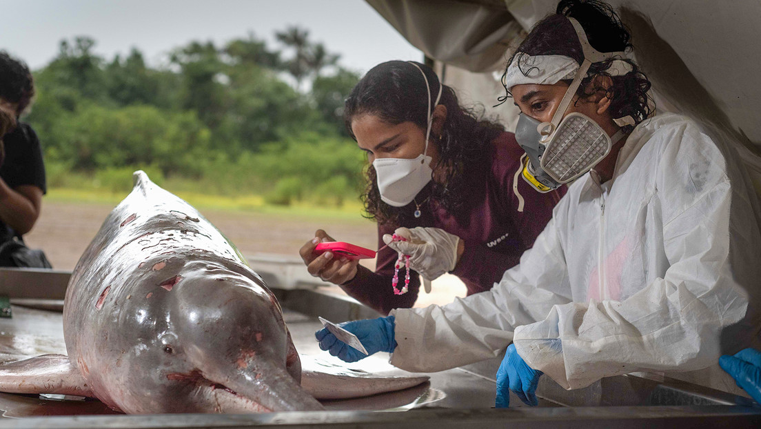 Temperaturas históricas causaron la muerte de cientos de delfines en un lago amazónico
