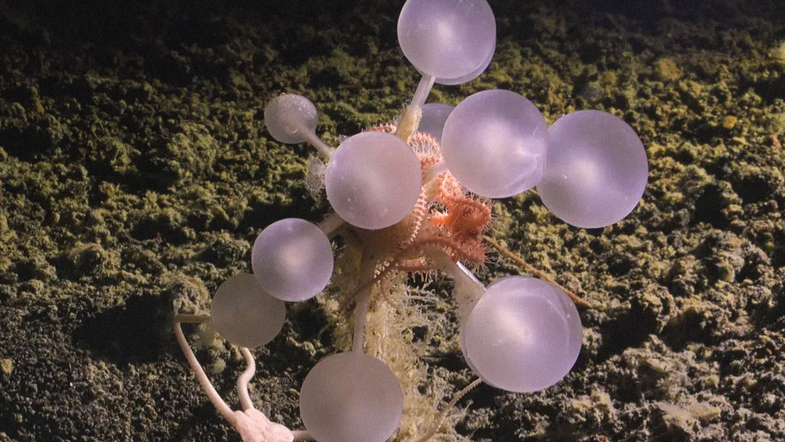 La 'bola de la muerte': encuentran esponja carnívora en una de las zonas más remotas del planeta