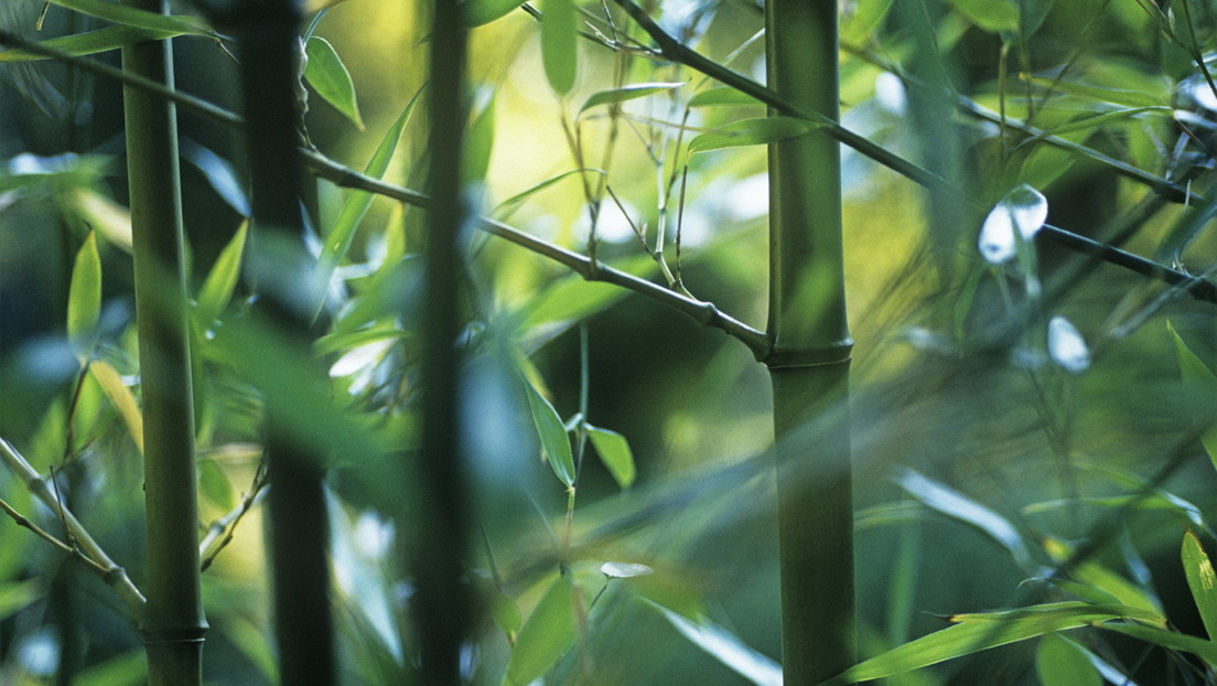 Alerta por el bambú japonés que florece cada 120 años: por qué preocuparse