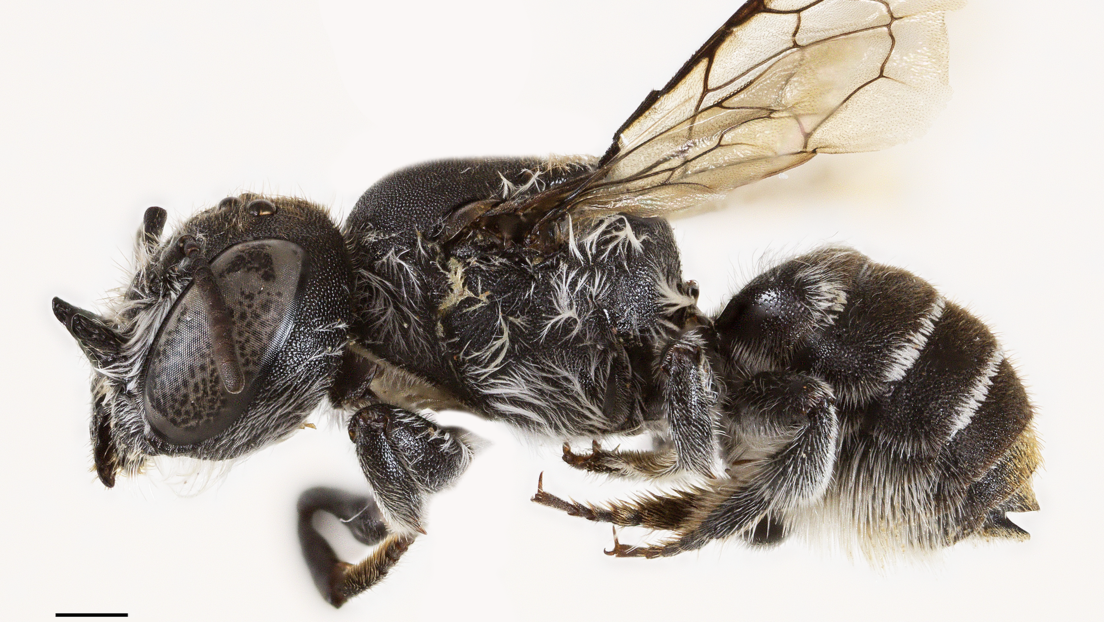 Descubren a 'Lucifer', una nueva especie de abeja
