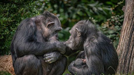 Los chimpancés pueden razonar y cambiar de opinión