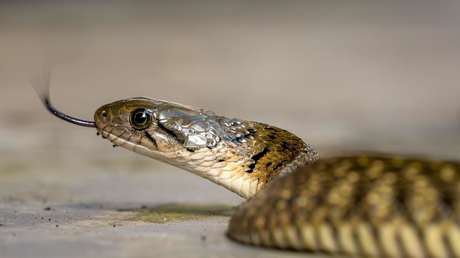Niño muere tras ser mordido por una serpiente y su familia intenta revivirlo en un desesperado ritual
