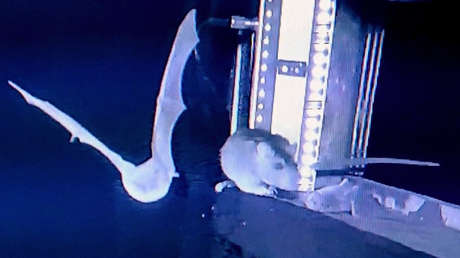 VIDEO: Captan por primera vez a ratas cazando murciélagos en pleno vuelo