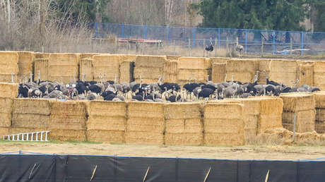 "La clase de monstruos que son": sacrifican a más de 300 avestruces sanos en Canadá