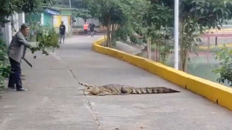"Órale": Hombre ahuyenta a cocodrilo de manera poco usual (VIDEO)