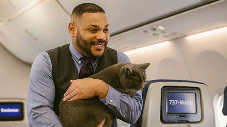 VIDEO: Un gatito perdido se roba la atención en la demostración de seguridad de un vuelo