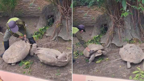 VIDEO: Un cuidador de zoo pone fin a una 'lenta pero épica' batalla