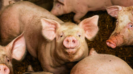 Cataluña sacrificará decenas de miles de cerdos sanos para contener la peste porcina en su territorio