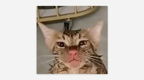 Gato queda atrapado en una lavadora en funcionamiento y pasa esto (VIDEO)