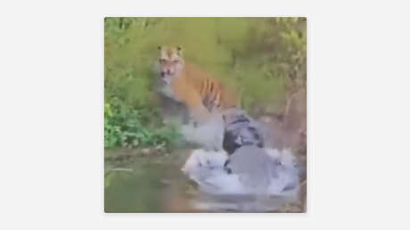 VIDEO: Un tigre se escapa por los pelos del ataque de un cocodrilo