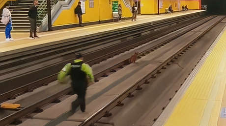 Perro y gato paralizan el metro en Quito con una insólita persecución (VIDEO)