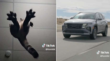 VIDEO: Hyundai sacude las redes con una divertida publicidad con un gato