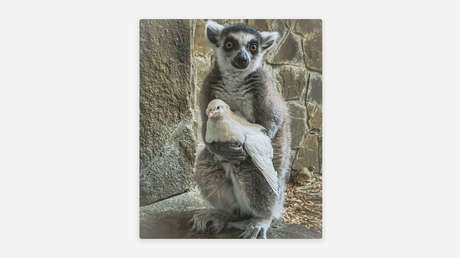 FOTO: Un lemur acurruca a una paloma aterida de frío y conmueve a visitantes de un zoológico ruso