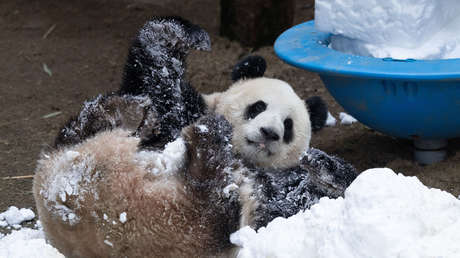 VIDEO viral: Panda estrella de China hace volteretas en la nieve