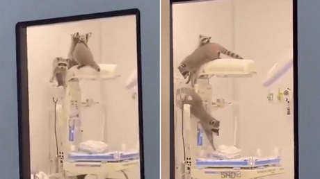 VIDEO: Mapaches invaden un hospital en México