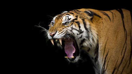VIDEO: Tigre trata de calmar a su compañero 'comeruedas' y se mete en un lío