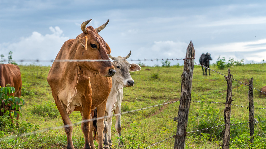 Gigante latinoamericano en alerta: deberá disminuir la producción de carne por el 'garrote' arancelario de China