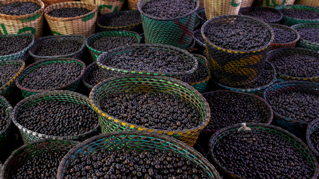 ¿Qué es el açaí y por qué un país sudamericano decidió declararlo fruto nacional?