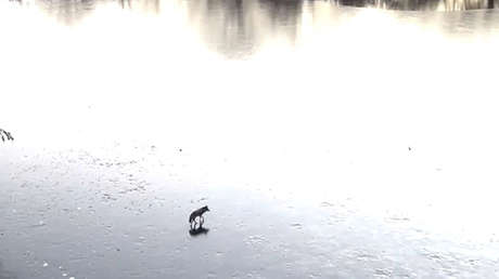 VIDEO: Un coyote pasea tranquilo sobre un estanque congelado en Central Park