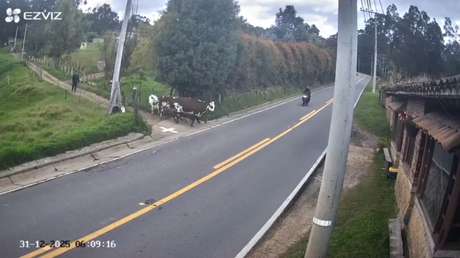 VIDEO: Aparatoso e inesperado choque contra una vaca en solitaria carretera