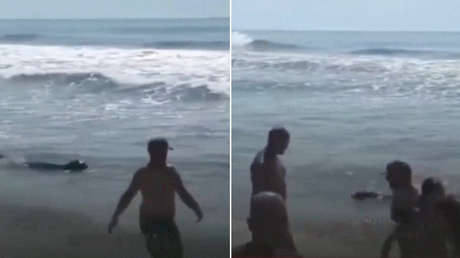 VIDEO: Elefante marino 'echa' a mujer del mar
