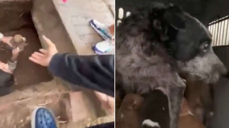 VIDEO: Joven se mete en una acequia llena de barro para rescatar a una perra y 7 cachorros