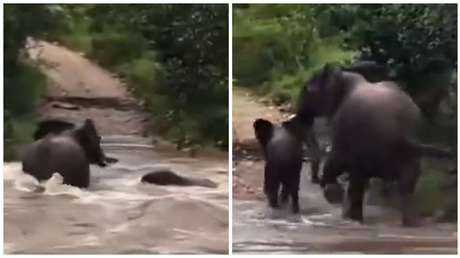 VIDEO: Emotivo acto de una madre elefante al ver a su cría atrapada en una inundación