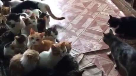 VIDEO: Hombre acoge a múltiples gatos en su hogar para protegerlos del frío