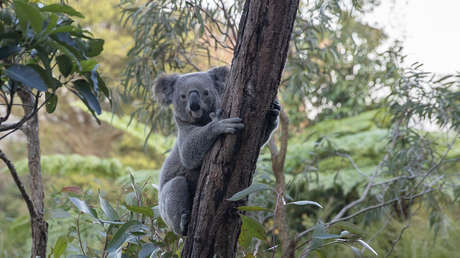 Entre la sobrepoblación y la extinción: la paradoja que tiene en jaque a los koalas en Australia