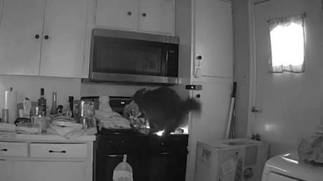Peligro en casa: gato se sube sobre una estufa y provoca un incendio (VIDEO)