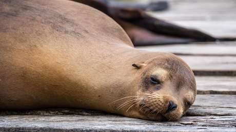 Un hombre acaricia un lobo marino en una playa y desata la indignación de los turistas