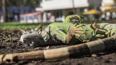 VIDEO: Miles de iguanas quedan aturdidas por el frío en EE.UU.