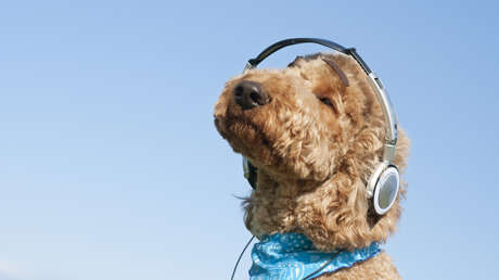 Música o televisión: ¿Cuál es la mejor forma de entretener y calmar a tu perro?