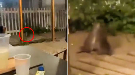 VIDEO: Un par de ratas juegan a 'Mortal Kombat' en la terraza de un restaurante