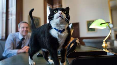 Adiós a 'Palmy': Reino Unido lamenta la muerte de un "extraordinario diplomático" felino