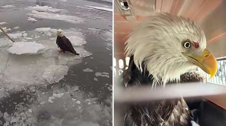 VIDEO: Conmovedor rescate de un águila calva herida que estaba atrapada en un bloque de hielo