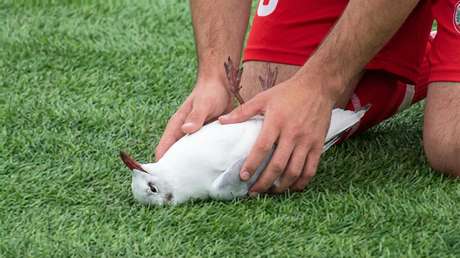 VIDEO: Futbolista reanima a una gaviota impactada por una pelota