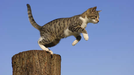 Gato rebelde que cruza ilegalmente la frontera entre Canadá y EE.UU. se convierte en leyenda local