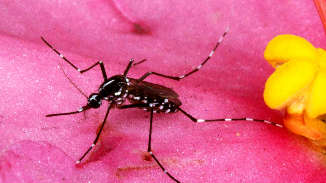 Rusia desarrolla vacuna contra el dengue, infección vírica que pone en riesgo a la mitad del mundo