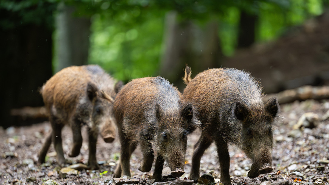 Alemania sacrificó en un año casi 3.000 jabalíes por ser 'radioactivos'