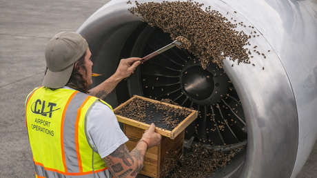 VIDEO: Miles de abejas obligan a retrasar el despegue de un avión