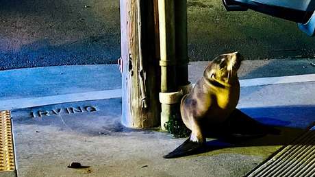 TIERNO VIDEO: Cría de león marino entra en una calle transitada y despliegan Policía para rescatarla
