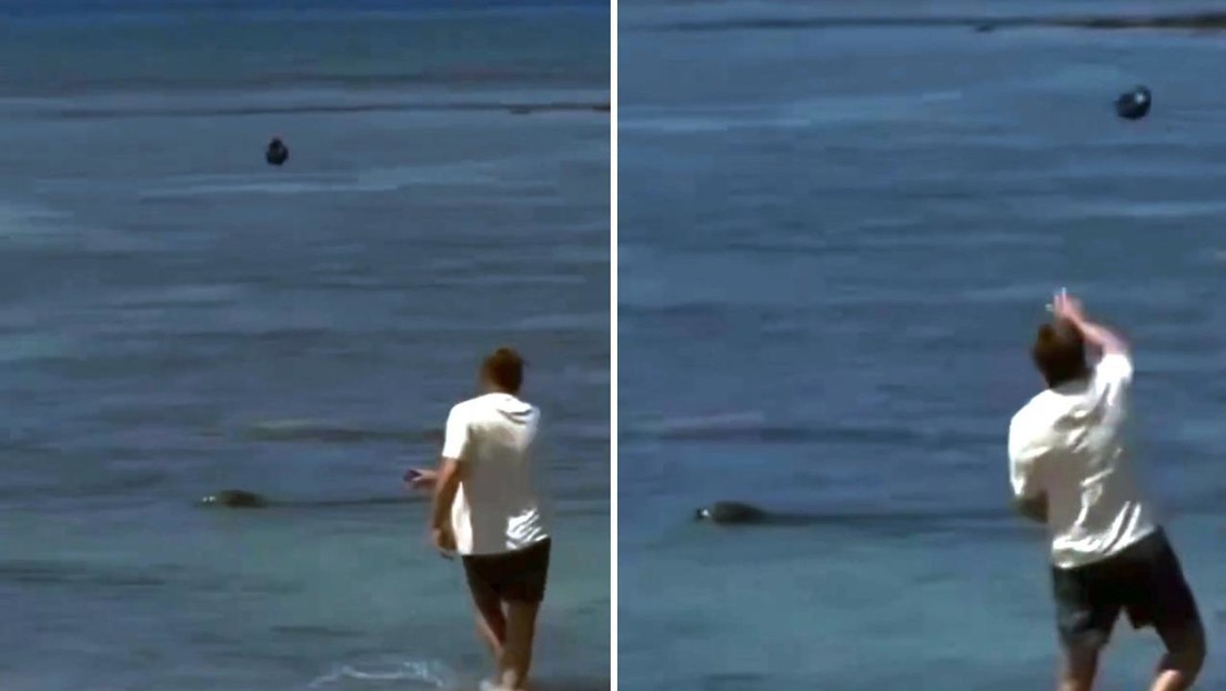 Apedrea a una foca en peligro de extinción y recibe su merecido (VIDEO)