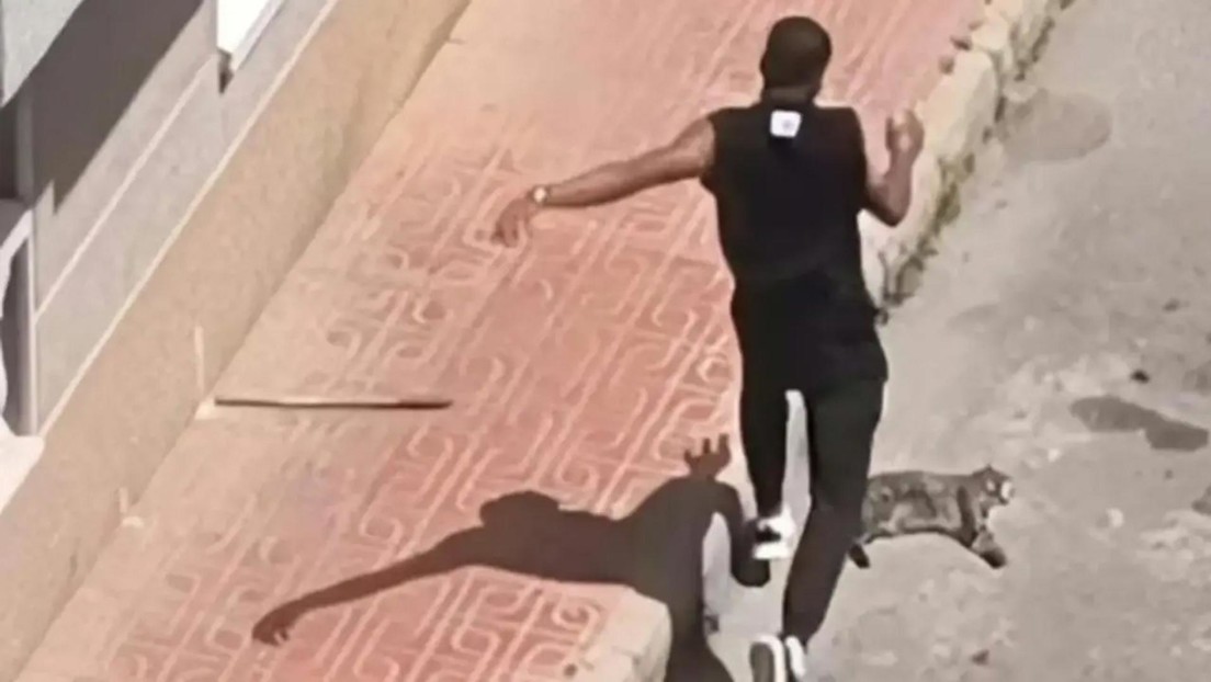 Mata a patadas a la gata de su expareja en plena calle y lo expulsan del país