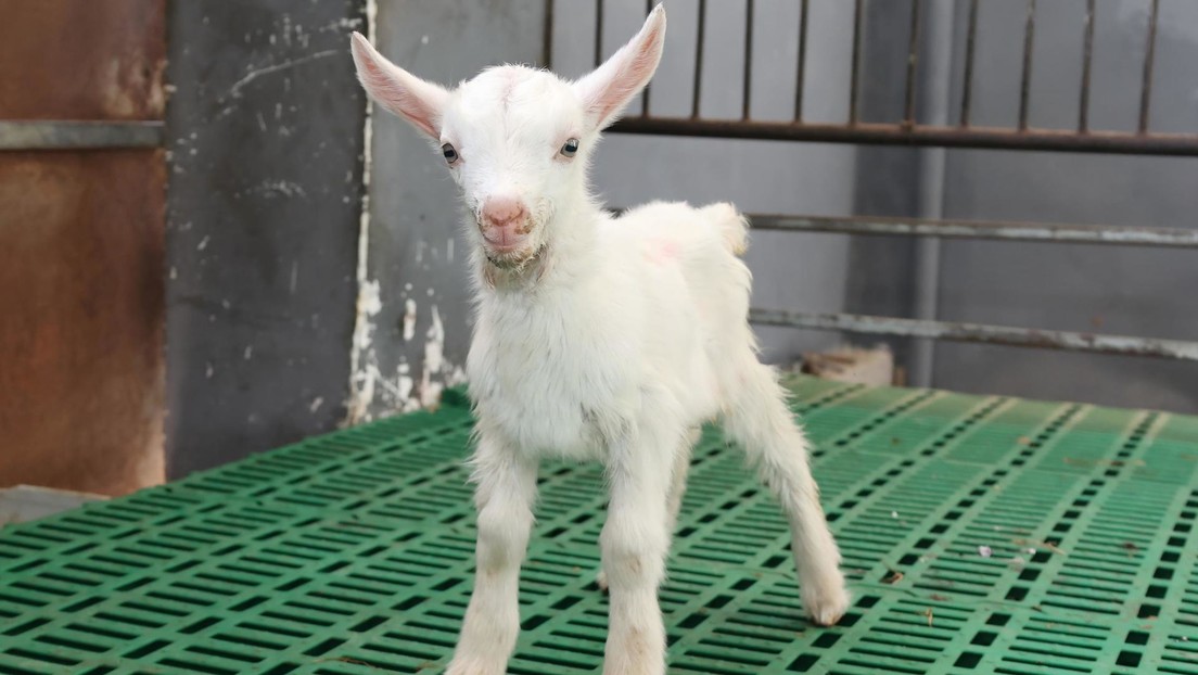 China logra la primera clonación masiva de animales de alto rendimiento