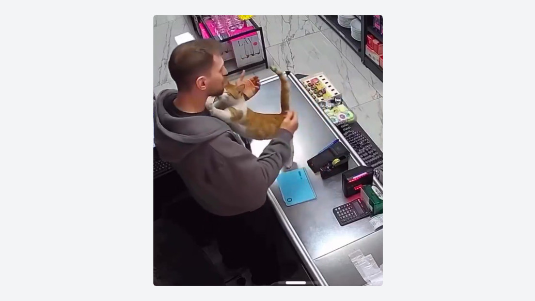 Gato visita tienda diariamente para pedir abrazos