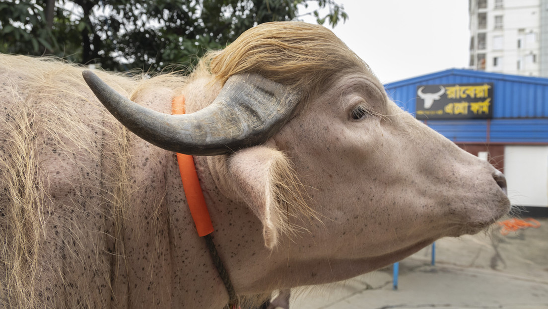 Fama viral salva de ser sacrificado a ‘Trump’, el búfalo albino que se volvió celebridad en Bangladés